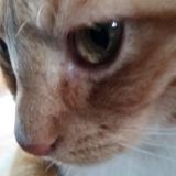 Picture of cat lost at St Hilaire