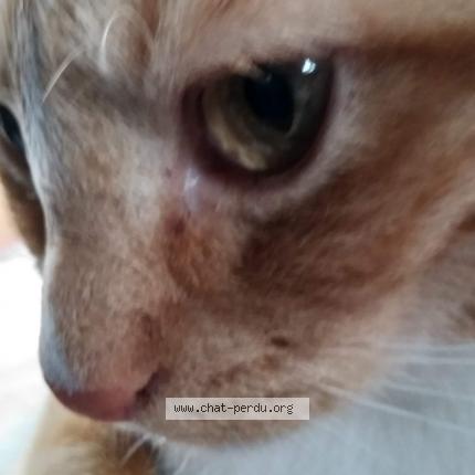 Photo 1/1 Cat reunited Lost in St hilaire