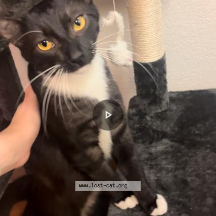 Picture of cat lost at Santa Rosa