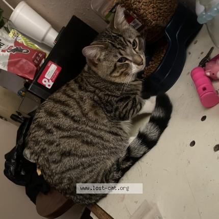 Picture of cat lost at Colorado Springs