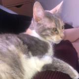 Picture of cat lost at Nantes