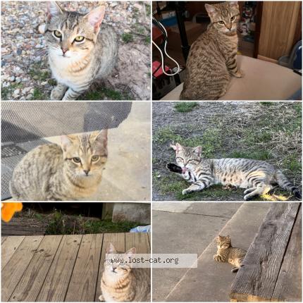 Photo 1/1 Reunited cat Lost in Monticello