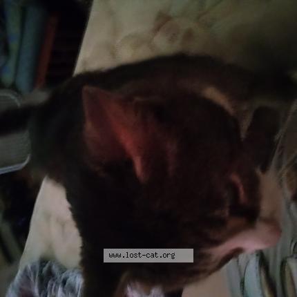 Photo 1/1 Reunited cat Lost in Mount Vernon