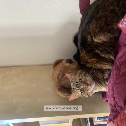 Foto 1/1 Wiedergefundene Katze Verloren in Fribourg
