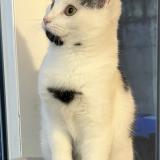 Picture of cat lost at Provin