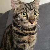 Picture of cat lost at Fontenay Le Fleury