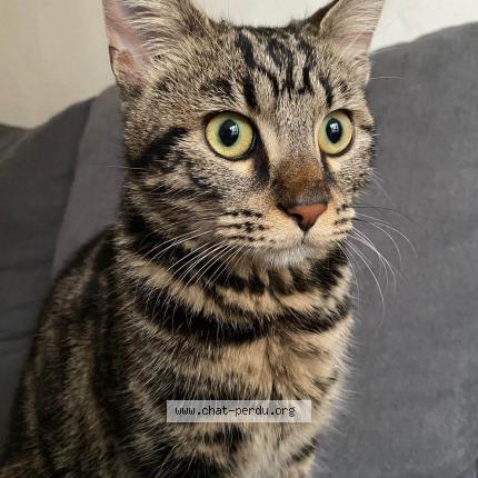 Photo 1/1 Cat reunited Lost in Fontenay le fleury