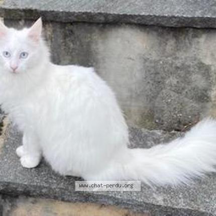 Foto einer verlorenen Katze in Nyon