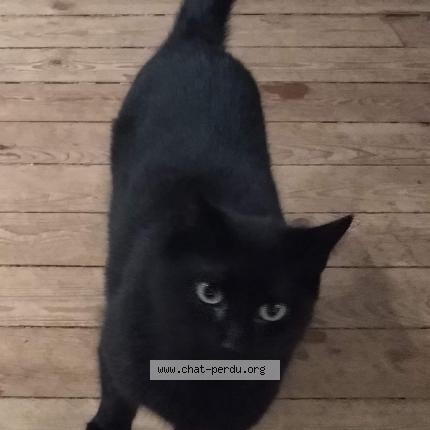 Foto van vermiste kat in Watermael Boitsfort