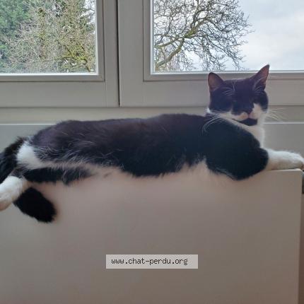 Foto van vermiste kat in Ixelles
