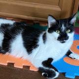 Picture of cat lost at Valenciennes