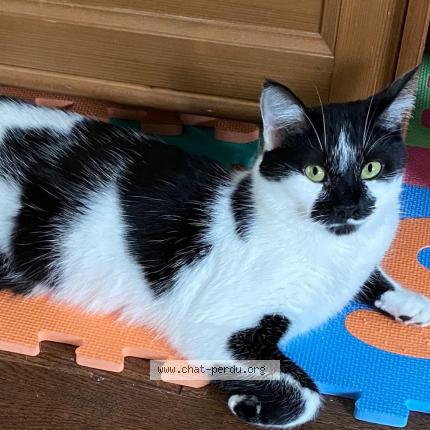 Photo 1/1 Jack Chat lost in Valenciennes