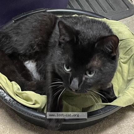 Picture of cat found at Irange