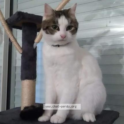 Photo 1/1 Oggy Chat lost in Rochefort