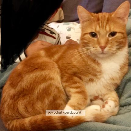 Foto 1/1 Kat teruggevonden Vermist in Bruxelles