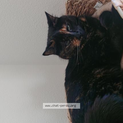 Foto 1/1 Wiedergefundene Katze Verloren in Lausanne