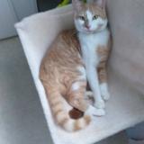 Picture of cat lost at Saint Priest