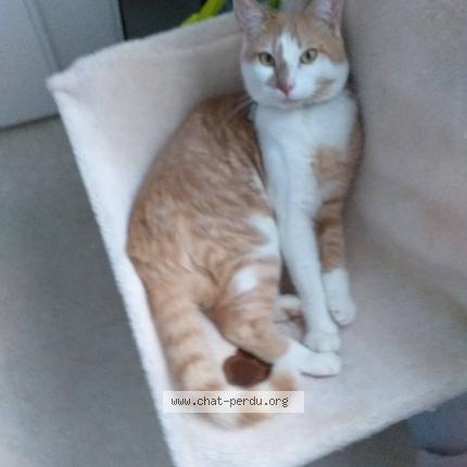 Photo 1/1 Cat reunited Lost in Saint priest