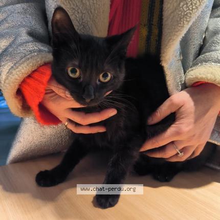 Foto van gevonden kat in Wandre