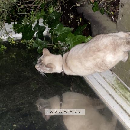 Foto van gevonden kat in Watermael Boitsfort