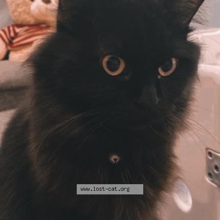 Photo 1/1 Reunited cat Lost in Singapore