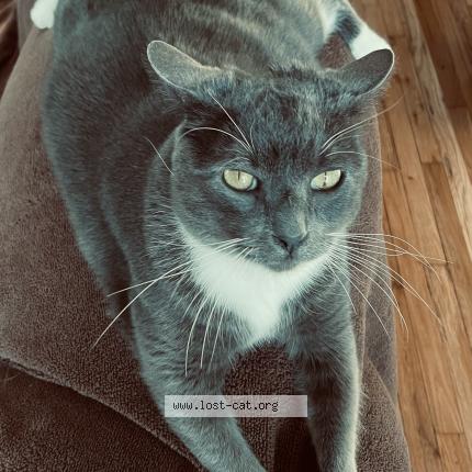 Photo 1/1 Reunited cat Lost in Joliet