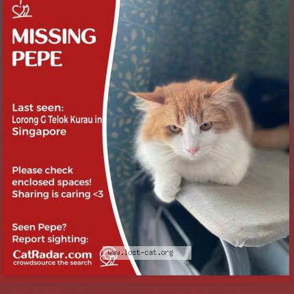 Photo 1/1 Reunited cat Lost in Singapore