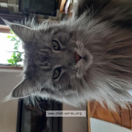 Foto van vermiste kat in Mont Sur Marchienne