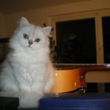 Picture of cat lost at Onet Le Chateau