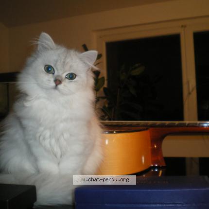 Photo 1/1 Cat reunited Lost in Onet le chateau