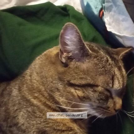 Foto van vermiste kat in Mont Saint Guibert