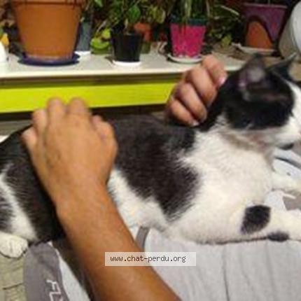 Photo 1/1 Cat reunited Lost in Forest
