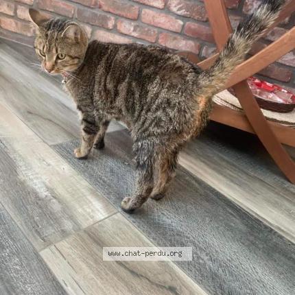 Foto 1/1 Kat teruggevonden Vermist in Curfoz