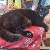 Picture of cat lost at Villiers Sur Morin