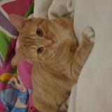 Picture of cat lost at Roubaix