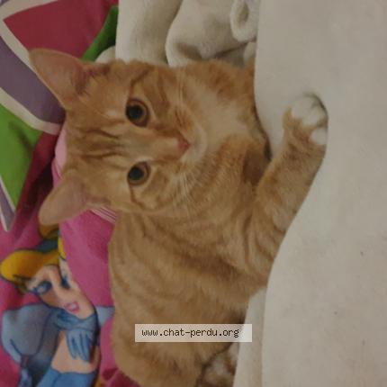 Photo 1/1 Gustave Chat lost in Roubaix