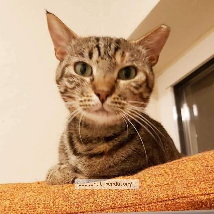 Foto 1/1 Kat teruggevonden Vermist in Bruxelles