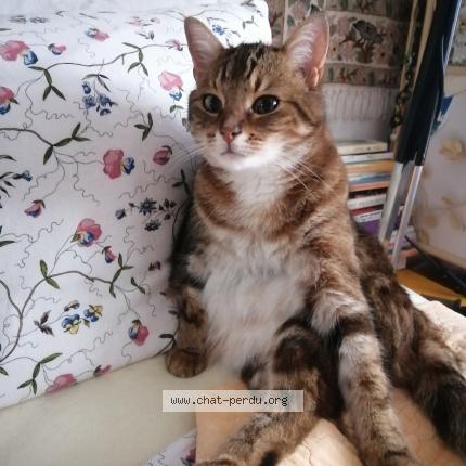 Foto einer verlorenen Katze in Morges