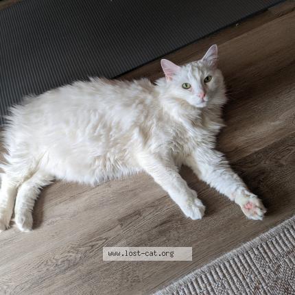 Picture of cat lost at Atlanta