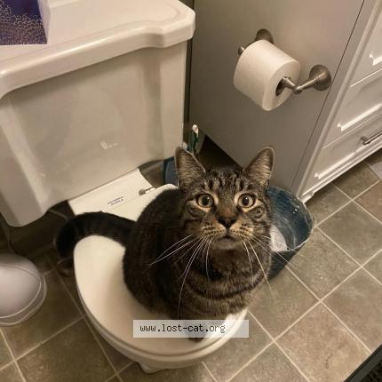 Photo 1/1 Reunited cat Lost in Alexandria