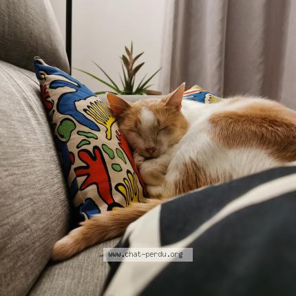 Foto 1/1 Kat teruggevonden Vermist in Marbais