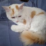 Picture of cat lost at Lezoux