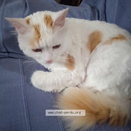 Photo 1/1 Plumo Chat lost in Lezoux