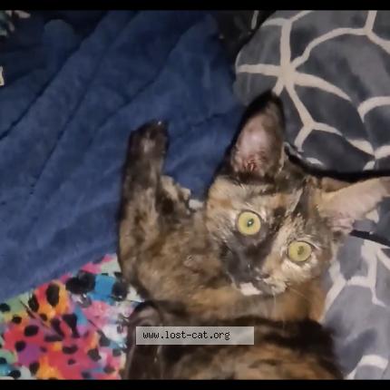 Photo 1/1 Reunited cat Lost in Hillsboro