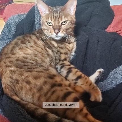 Foto 1/1 Kat teruggevonden Vermist in Braine L Alleud