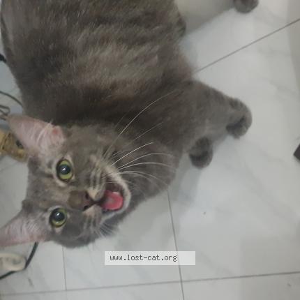 Photo 1/1 Cat reunited Found in Singapore