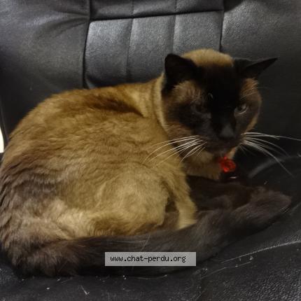 Photo 1/1 siam Chat lost in Saint vaast la hougue