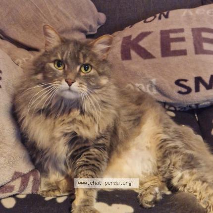 Foto van vermiste kat in Zemst