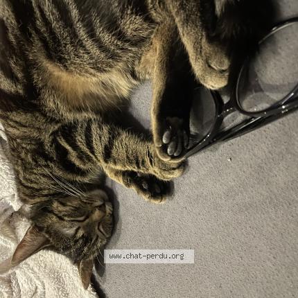 Foto van vermiste kat in Mons
