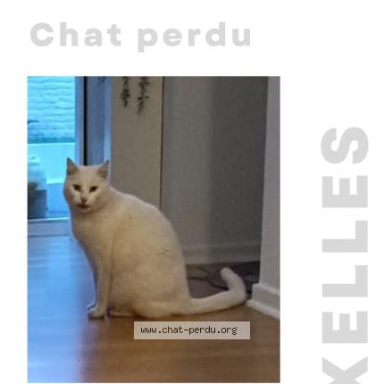 Foto van vermiste kat in Bruxelles